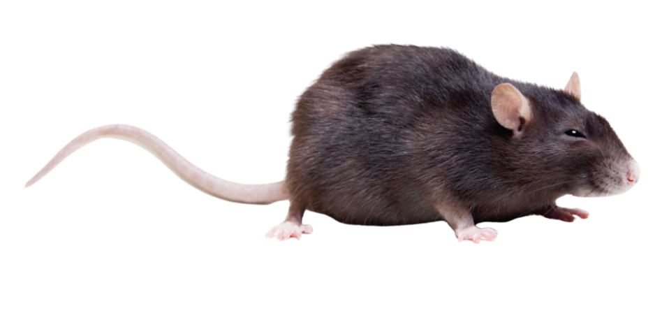 rat